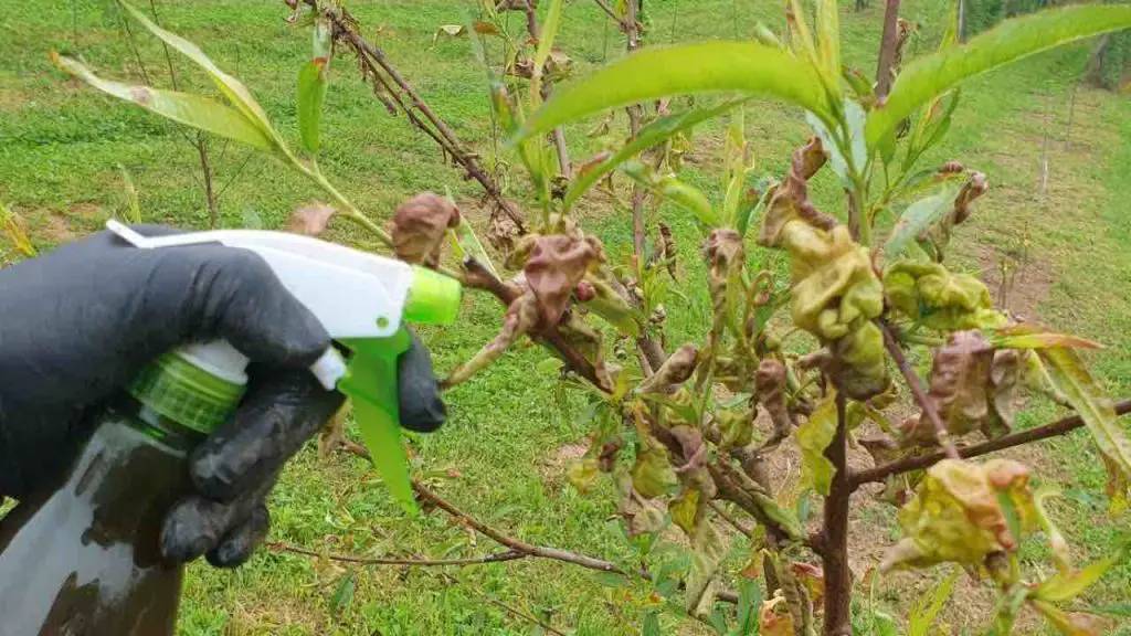 Aquí se explica cómo prevenir y curar el rizo de la hoja de durazno en ...