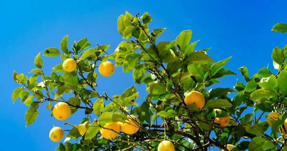 Planta de limón: cómo cultivarla en macetas y tener siempre cítricos ...