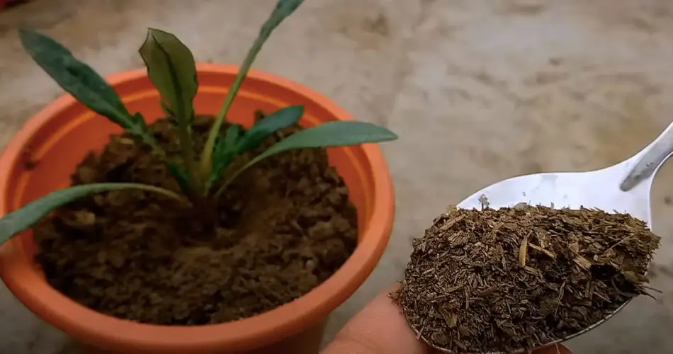 ¿Cuáles Son Los Beneficios Del Compost Y Cómo Usarlo Correctamente ...